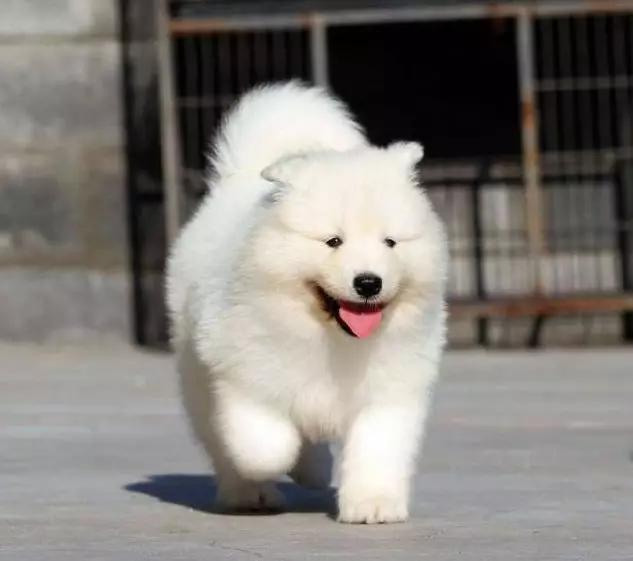 情头萨摩耶捏脸,萨摩耶捏脸视频