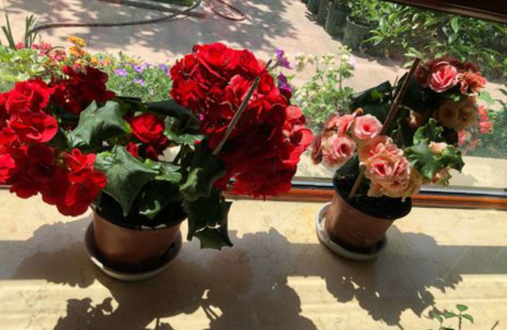 丽格海棠生长记录,重瓣丽格海棠的生长环境是什么样