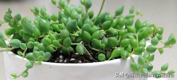 情人泪怎么养根系,情人泪怎么养才爆盆