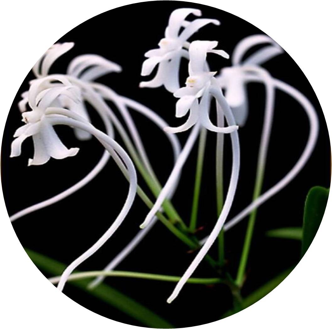 菊竹梅兰图欣赏,花中四君子的兰花图片