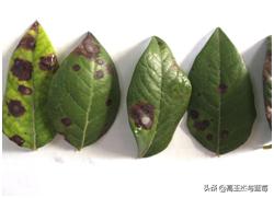 蓝莓枝枯病害图片大全,蓝莓果都有哪些病害