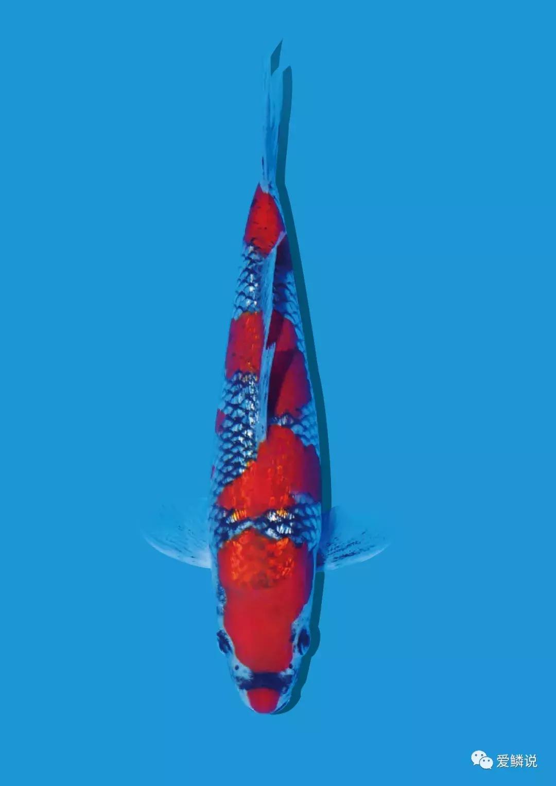 敲黑板今年开学第一课重点讲啥,敲黑板划重点这些机会不容忽视