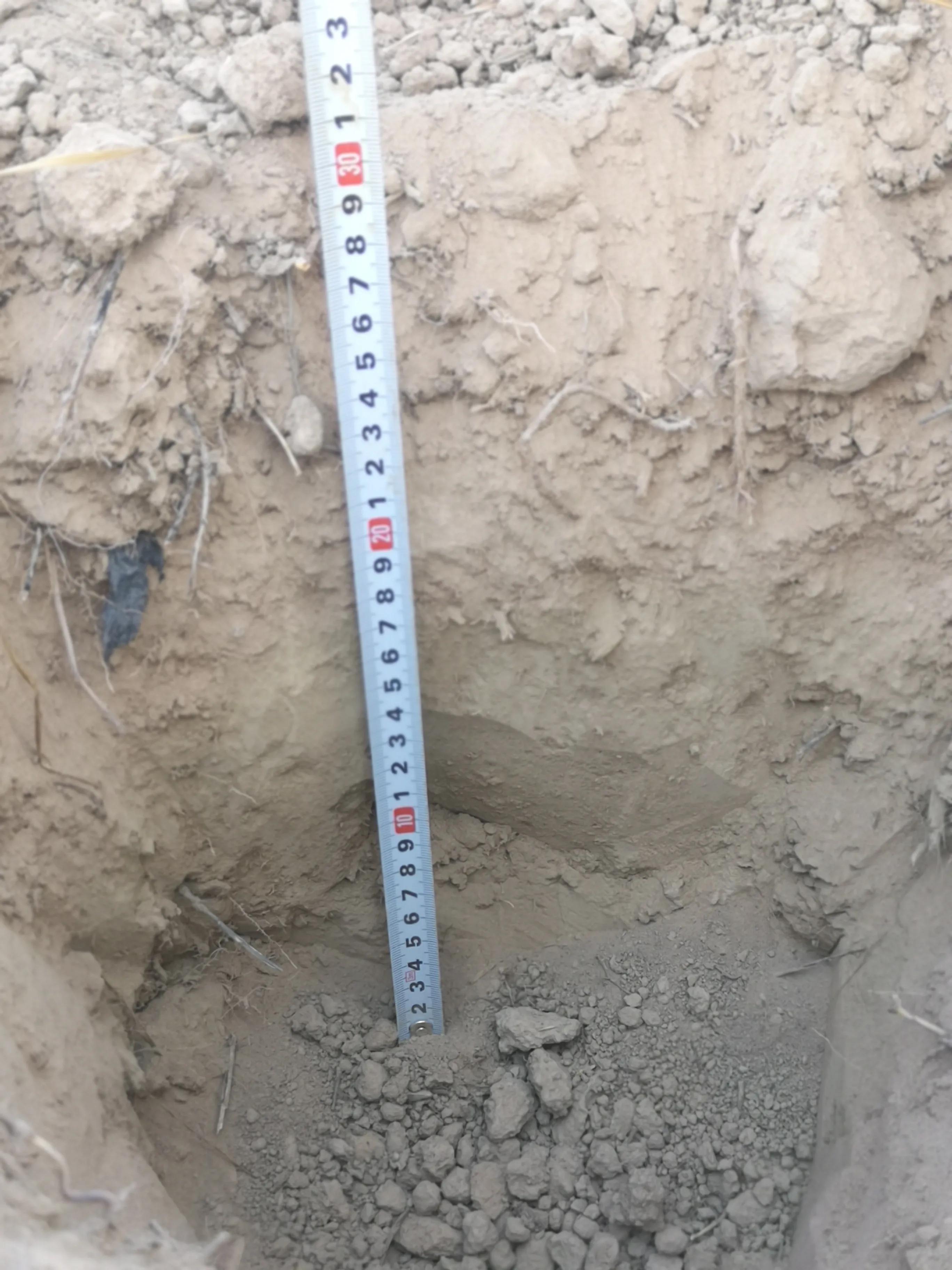 马铃薯抗旱栽培技术培训总结,马铃薯保水保油