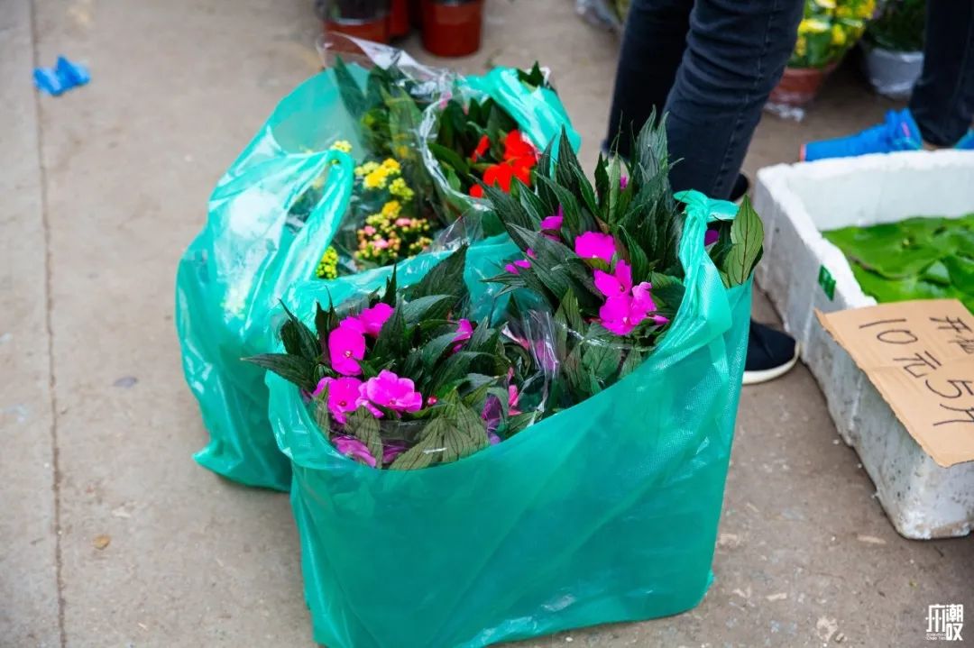深夜去广州的花卉市场买花,如何逛斗南花卉市场买花便宜