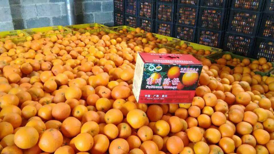 橙子有公母之分怎样挑选,橙子分类视频