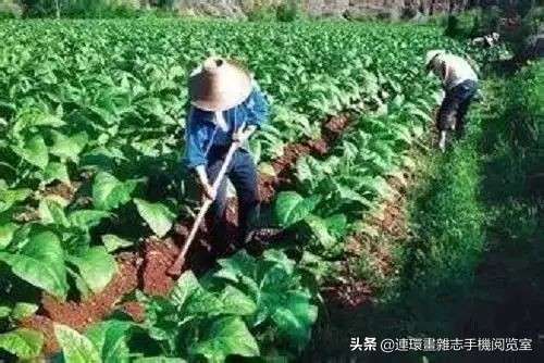 皇帝种地顺口溜,种地插秧顺口溜