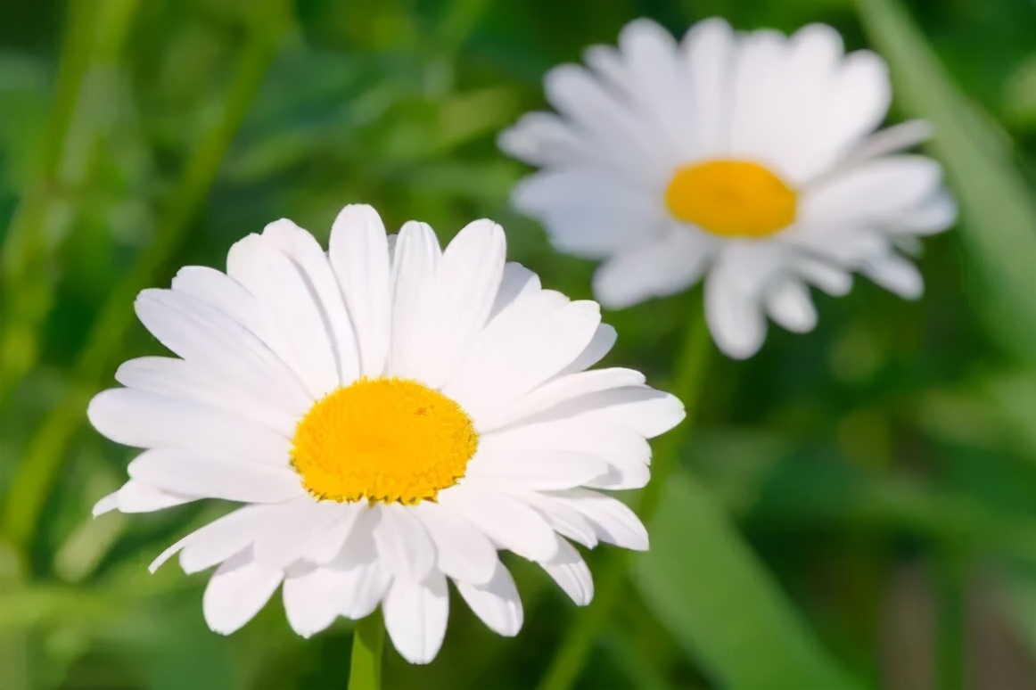 在云南，做一个“花吃”，挺好