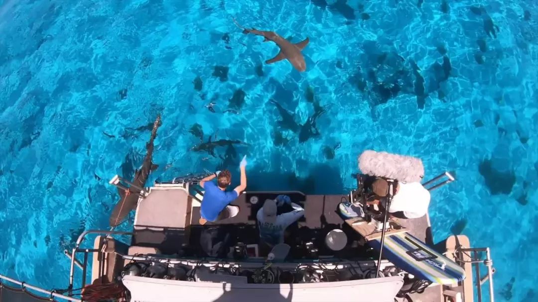 为了弄明白鲨鱼爱不爱吃人，这群人拿自己做实验，答案很意外