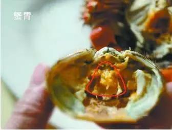 寿光羊口海鲜什么时间去合适,寿光羊口开海时间