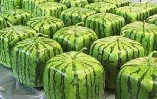 真实的日本趣事,日本的十大趣事