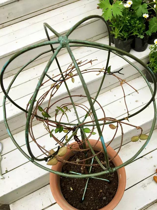 家庭棒棒糖花束制作教程,家庭园艺的制作方法