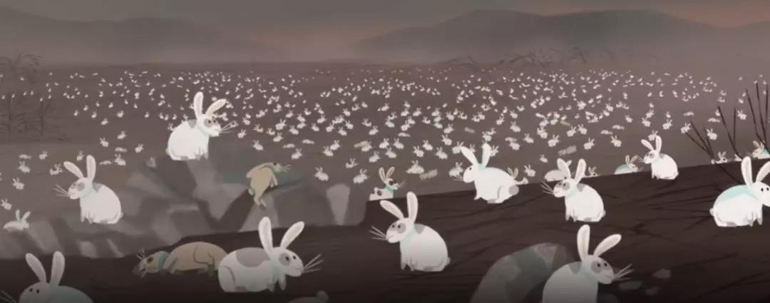 澳洲兔子为什么这么厉害,澳洲兔子是怎么泛滥的