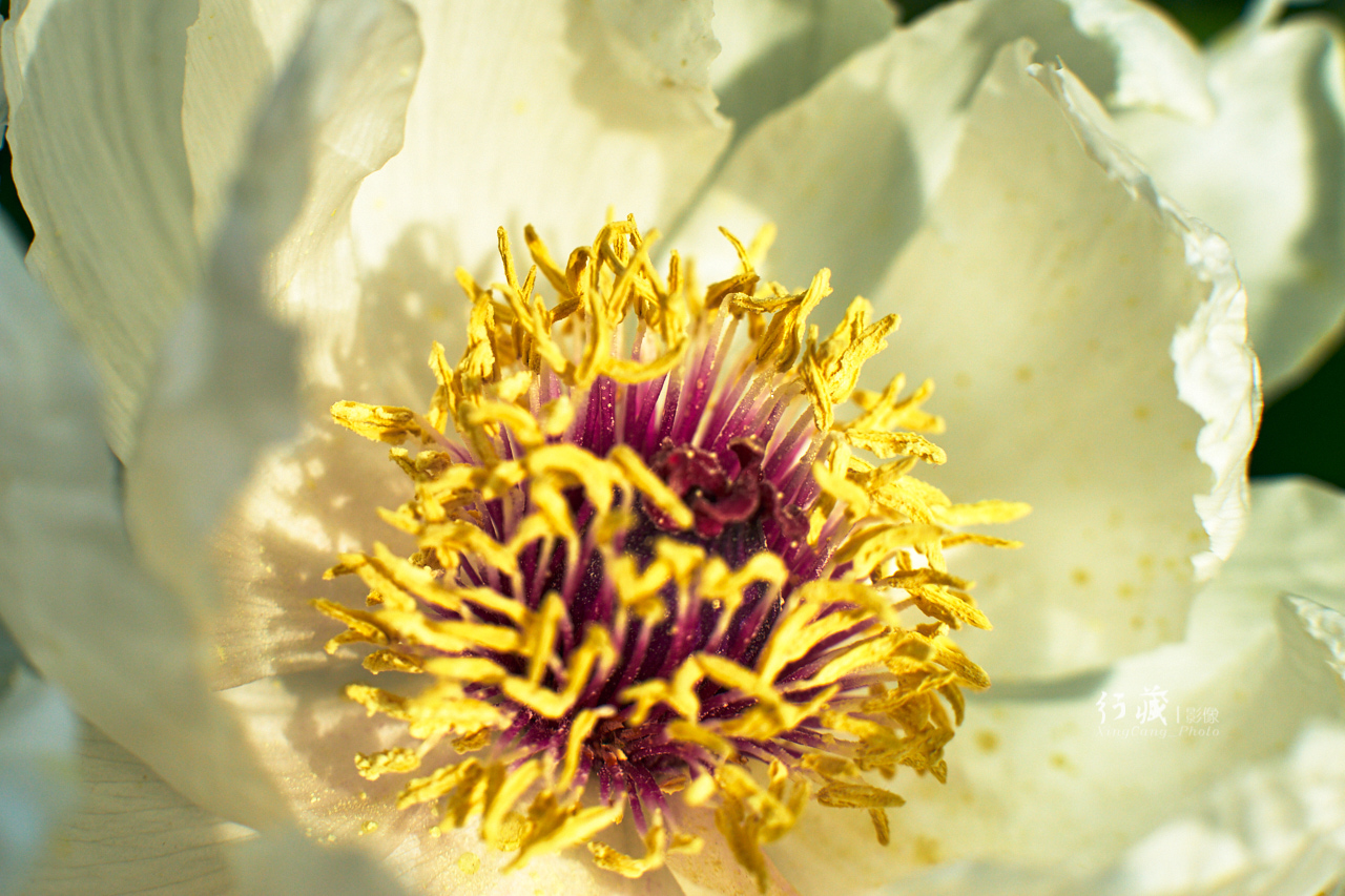 牡丹盛开的地方牡丹园,牡丹园牡丹花竞相绽放