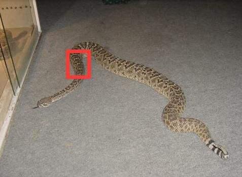 打蛇为什么要七寸，把头打烂没毒牙，还不够安全吗？