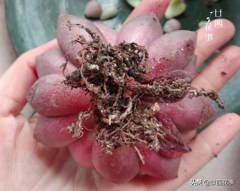 多肉底下叶片发皱浇水后还是一样,多肉叶片干瘪发皱浇水后也不恢复