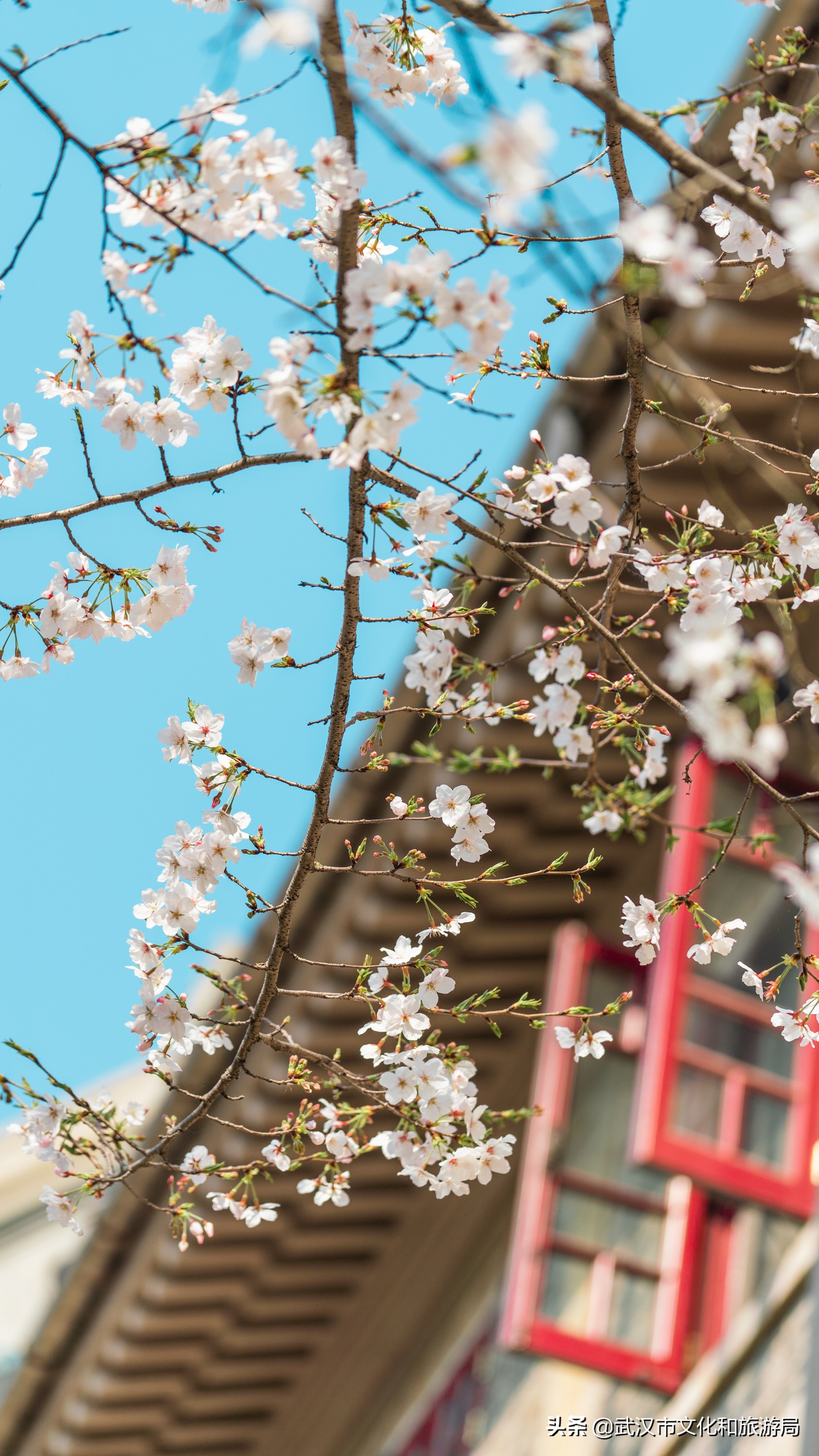 武汉东湖樱花门票,武汉看樱花的景点