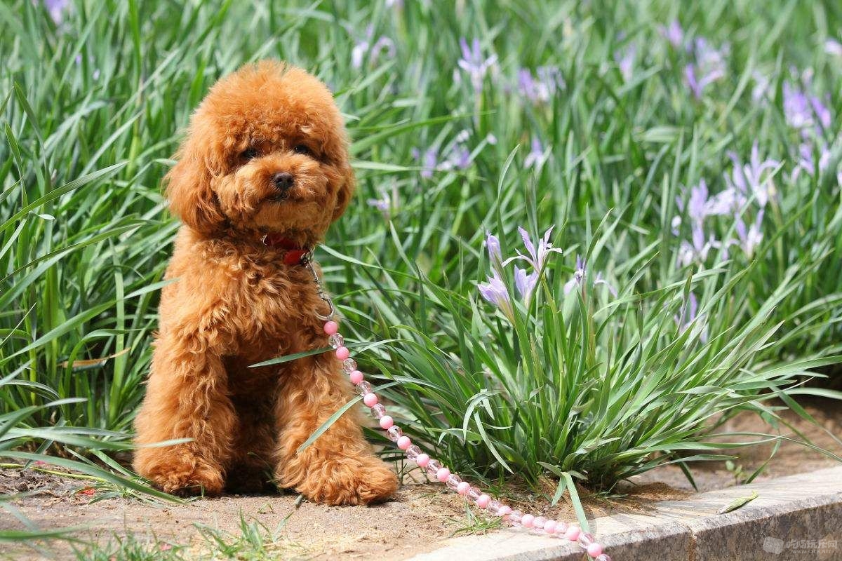 泰迪怎么养新手养泰迪犬基本知识,泰迪比熊博美哪个适合新手养