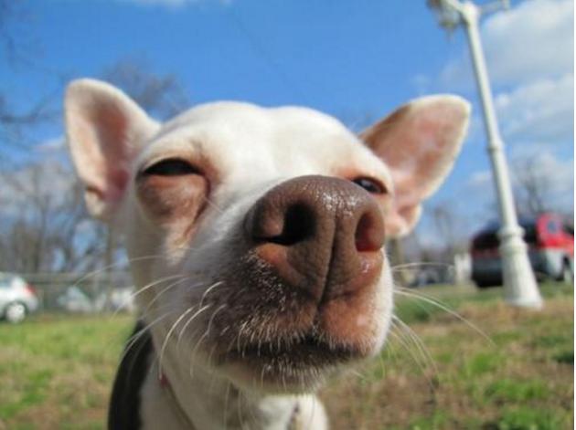 狗狗吃什么能变成黑鼻头,狗狗的黑鼻头变白是什么原因