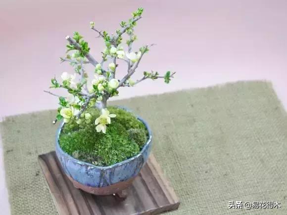 日本海棠的养殖方法,日本海棠花卉习性