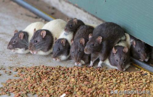 农村老鼠太多教你一招灭鼠的绝招,灭鼠神器10天消灭120多只老鼠