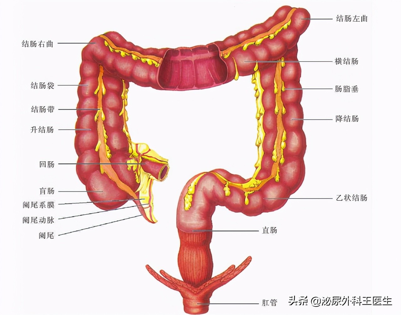 直肠外面周围长肿瘤肠镜能查吗,肛肠镜检查能排除直肠肿瘤吗