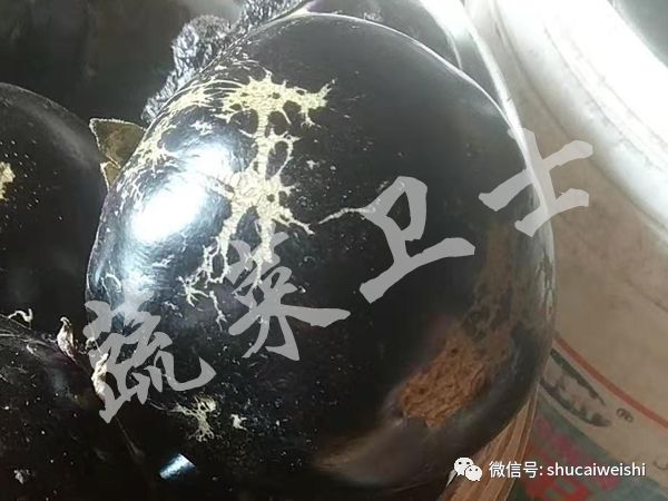 预防辣椒茎基腐用什么药,如何预防辣椒茎基部病害