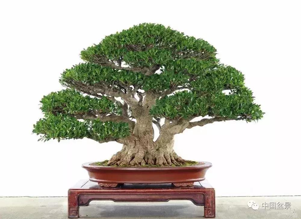 盆景植物最好养的,好养易活的盆景植物有哪些