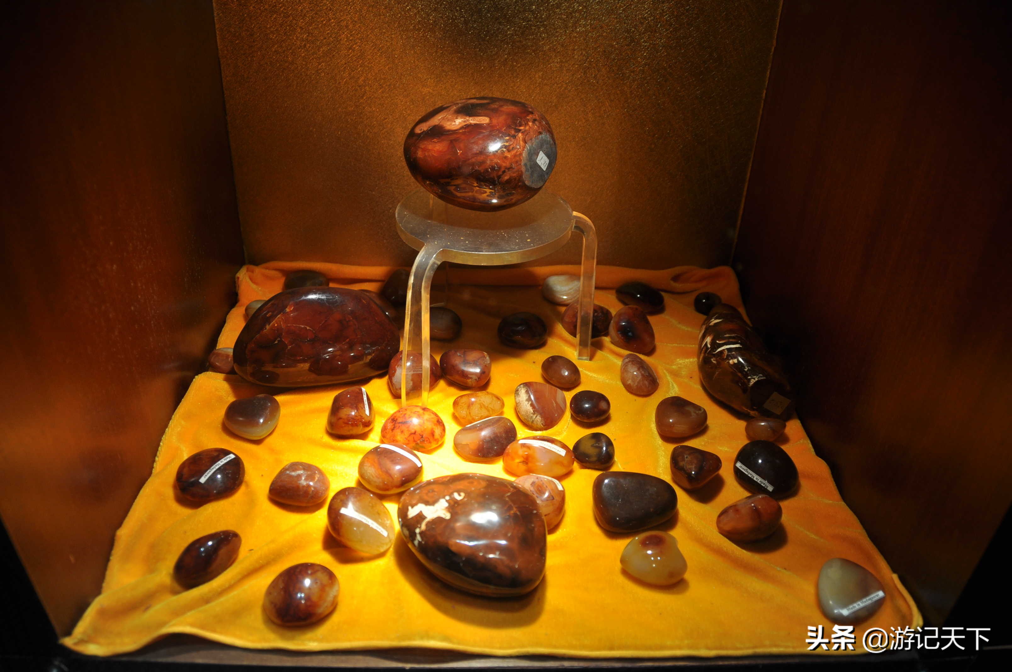 阿尼亚参观博物馆,上海地质科普馆游玩