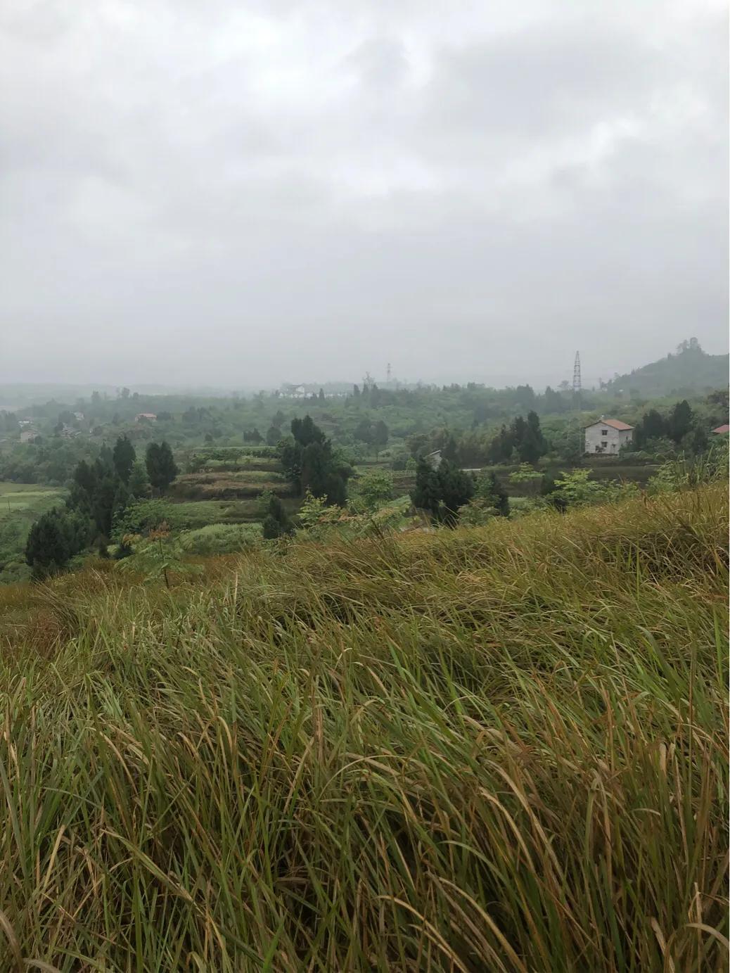 马家岩紫色花树,马家岩宜居