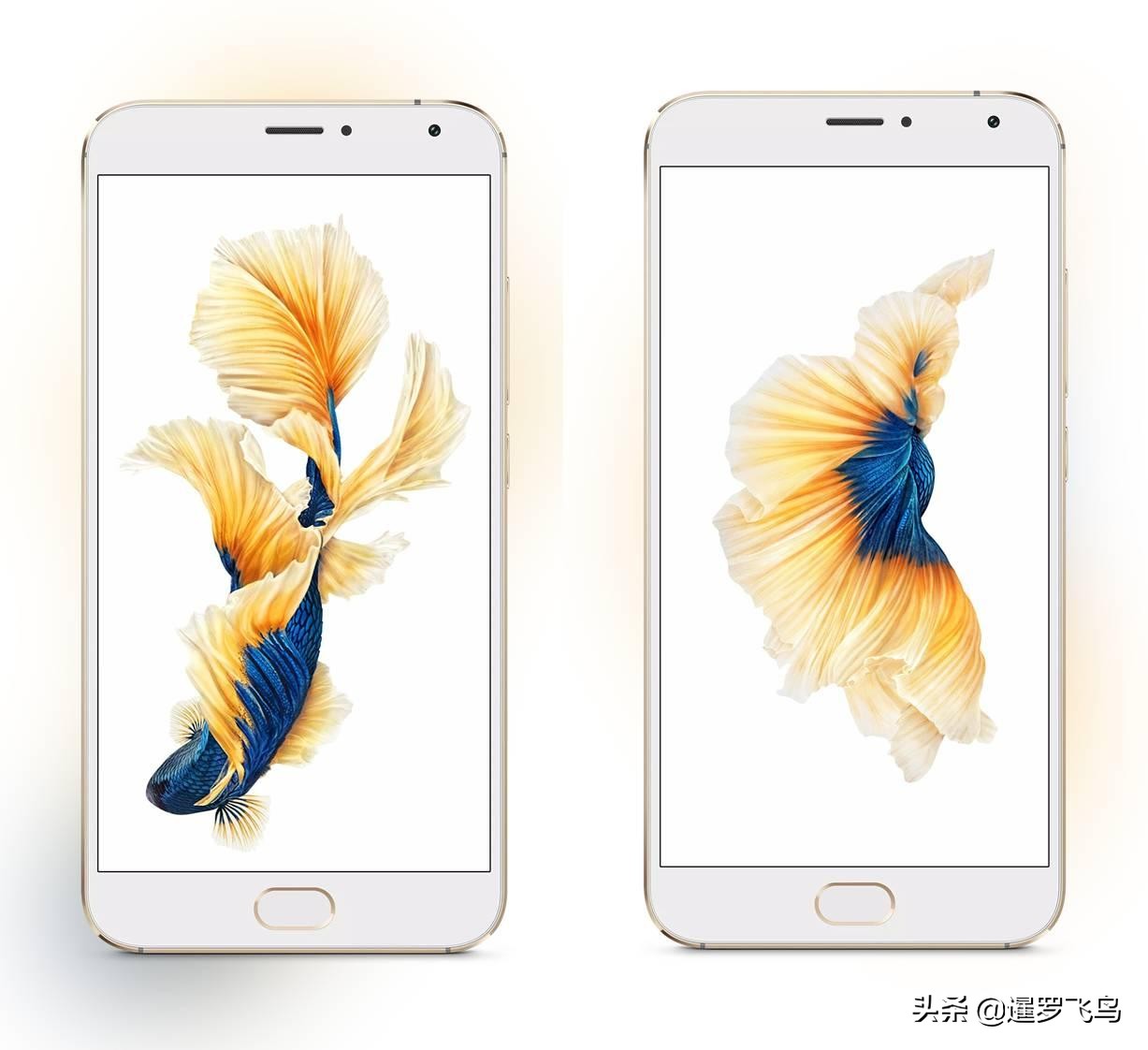 泰国宣布暹罗斗鱼为“国鱼”*旗国**鱼身价百倍