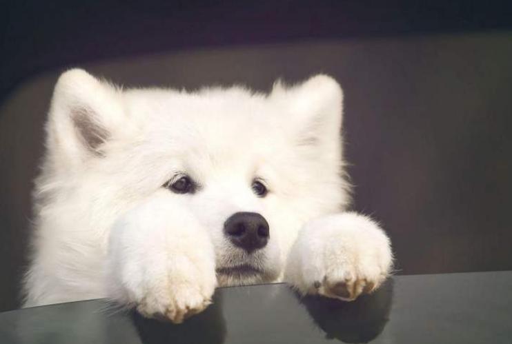 有一只太粘人的狗是什么体验？铲屎官哭诉：像是强塞了一个女朋友