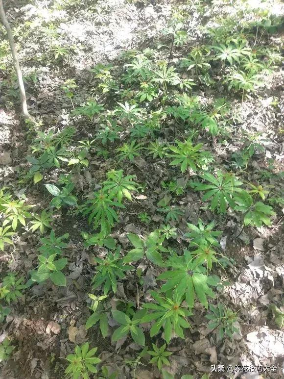 七叶一枝花民间传说,农村野生七叶一枝花