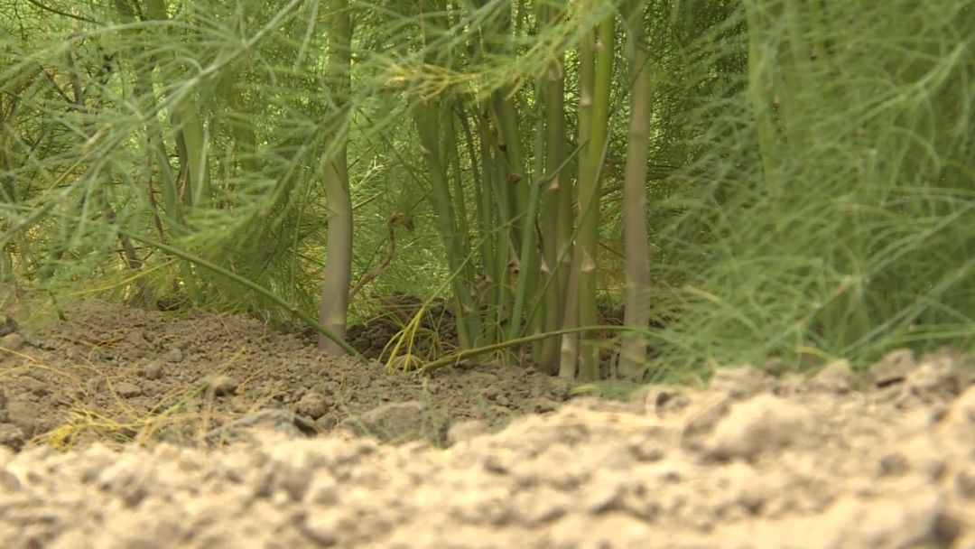 如皋城北街道野林村芦笋现状,芦笋产业乡村振兴