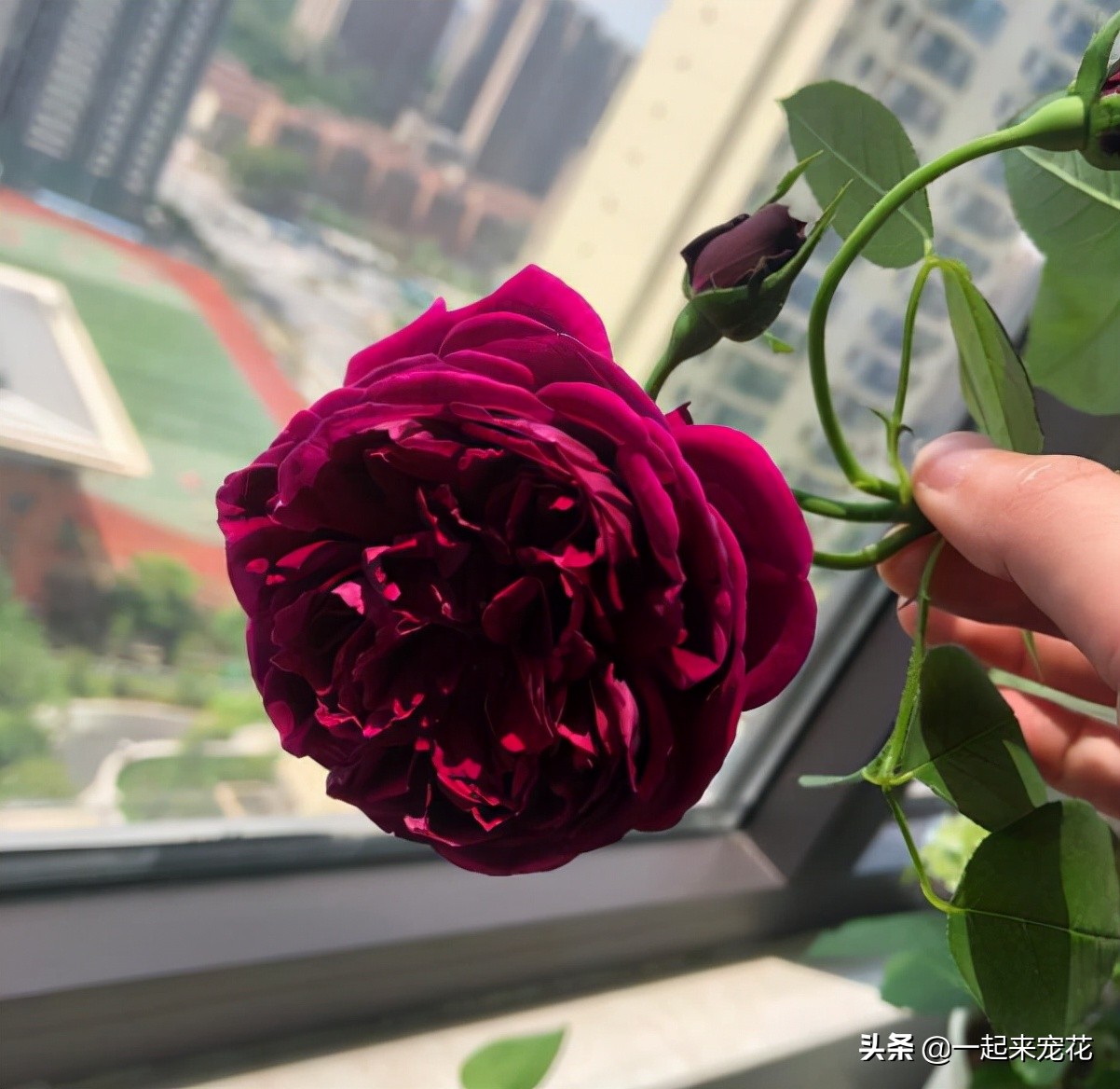 月季花名贵大气的品种,月季花香味排行榜