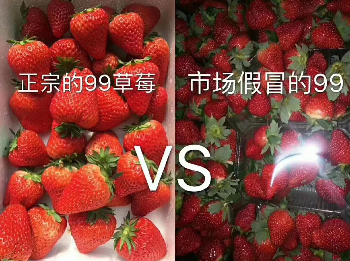 丹东99草莓直播,丹东99草莓罐头