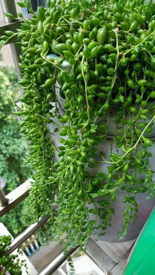 多肉吊兰哪种比较好养,哪种吊兰多肉耐寒耐晒