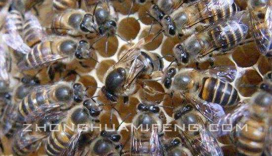 对蜜蜂的感想,对蜜蜂的评价和感悟