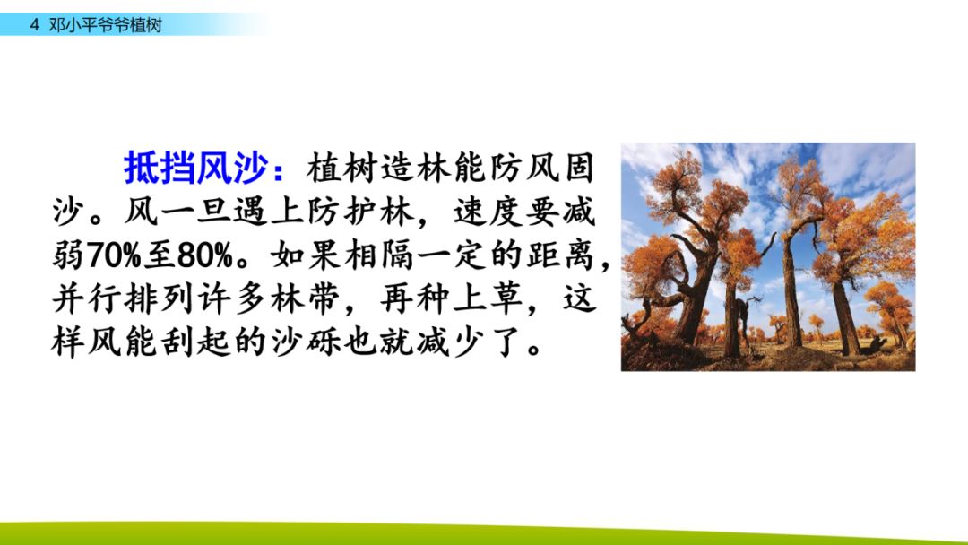 部编版二年级下册语文第4课《*小平邓**爷爷植树》知识点+图文讲解