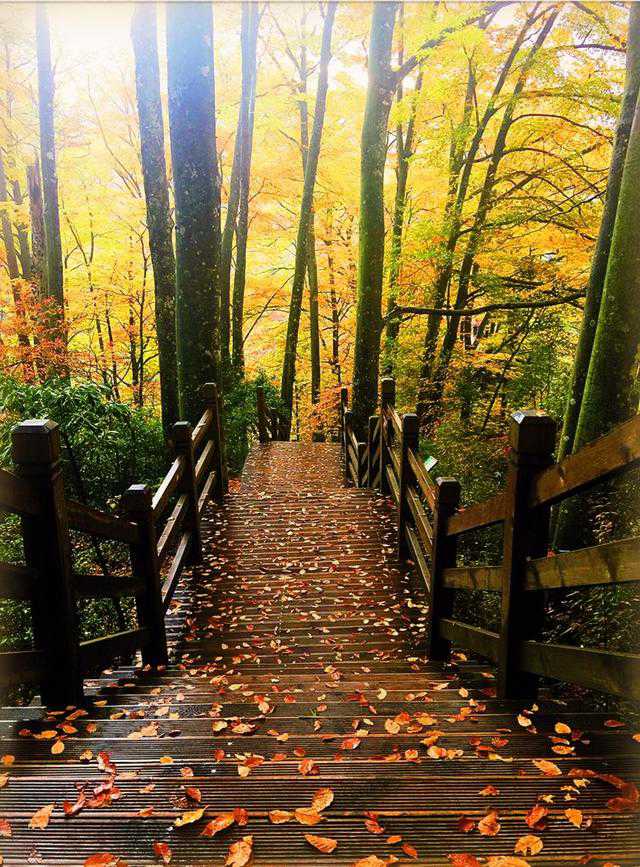 巴中光雾山红叶的最佳时间,红叶谷打卡地