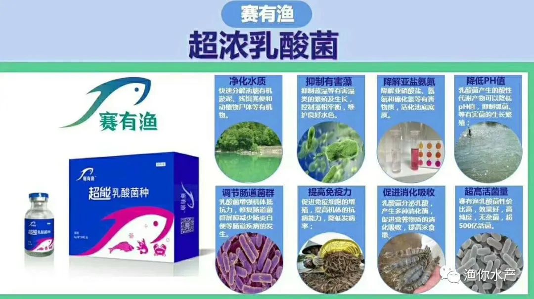 鱼鳃出血是什么病,鱼烂鳃病最佳治疗方法