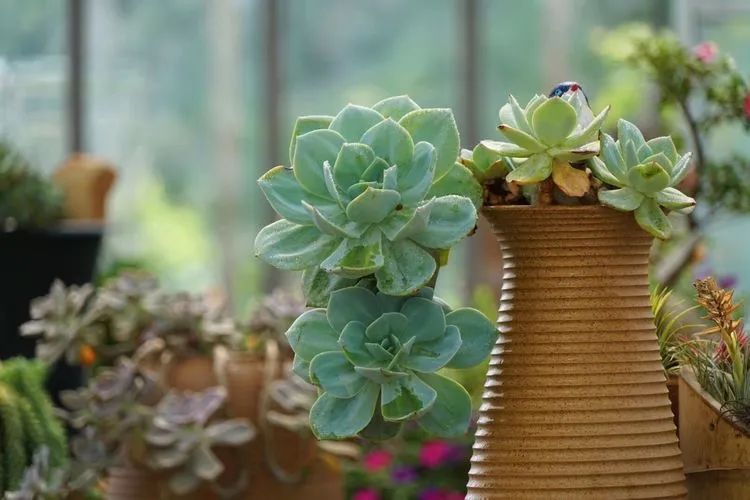 冬去春来,愿你无恙,疫情退去,养肉依旧!