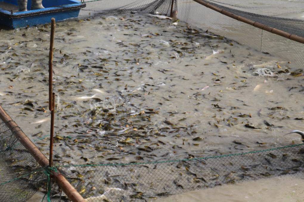 农村池塘养殖致富项目建设,自制池塘养殖致富项目