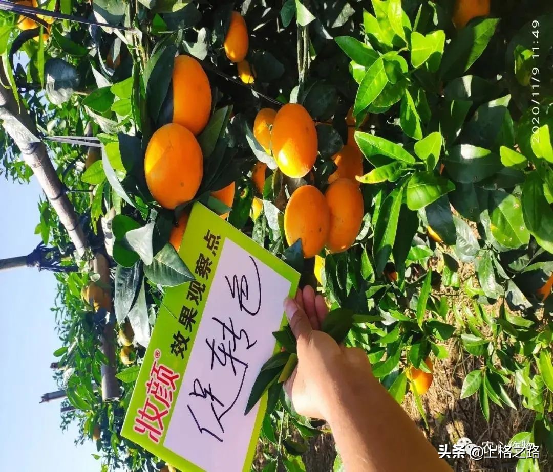 沃柑转色期可以用农药助剂么,沃柑转色期能喷钙吗