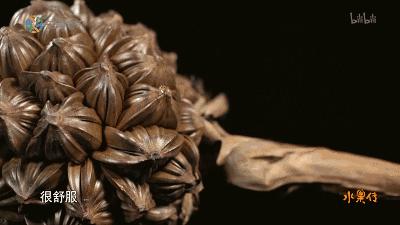 真的是活久见!长成这样居然能吃?