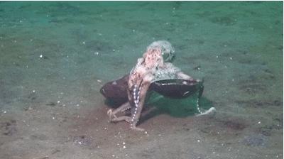 章鱼智商这么高为啥没人类厉害,章鱼有9个大脑还能自己编辑基因