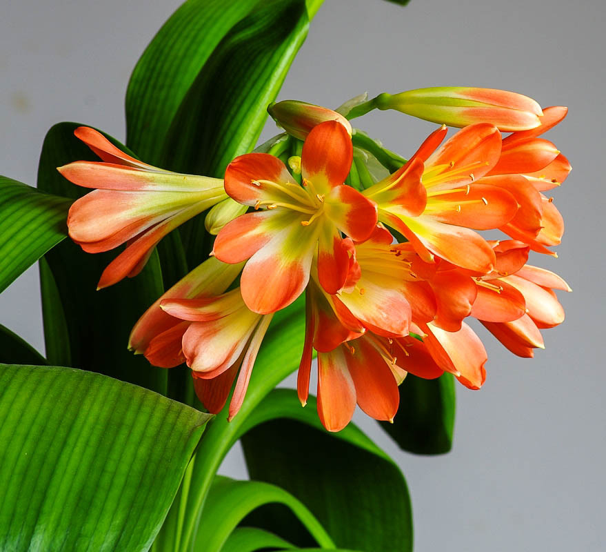 君子兰长得慢怎么办,君子兰长得慢怎么治