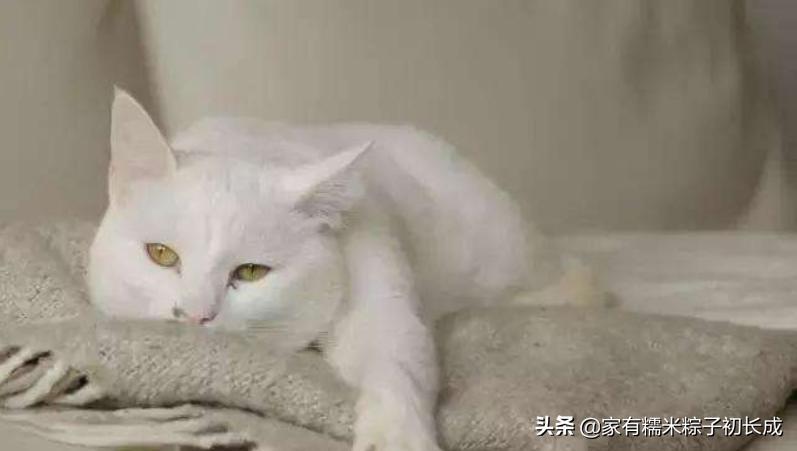 猫咪呕吐不吃饭没精神吃什么药,猫咪呕吐黄色的液体是怎么回事