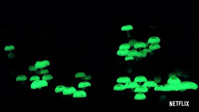 豆瓣netflix电影,bbc地球奇观纪录片