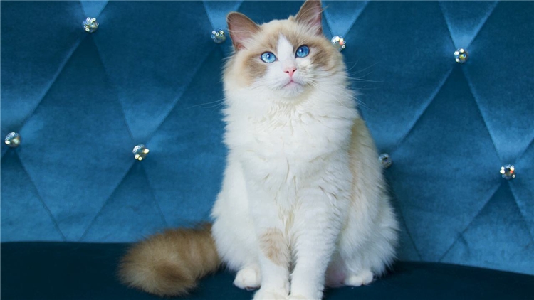 猫咪的眼屎该怎么处理,猫咪有眼屎的原因和处理方法