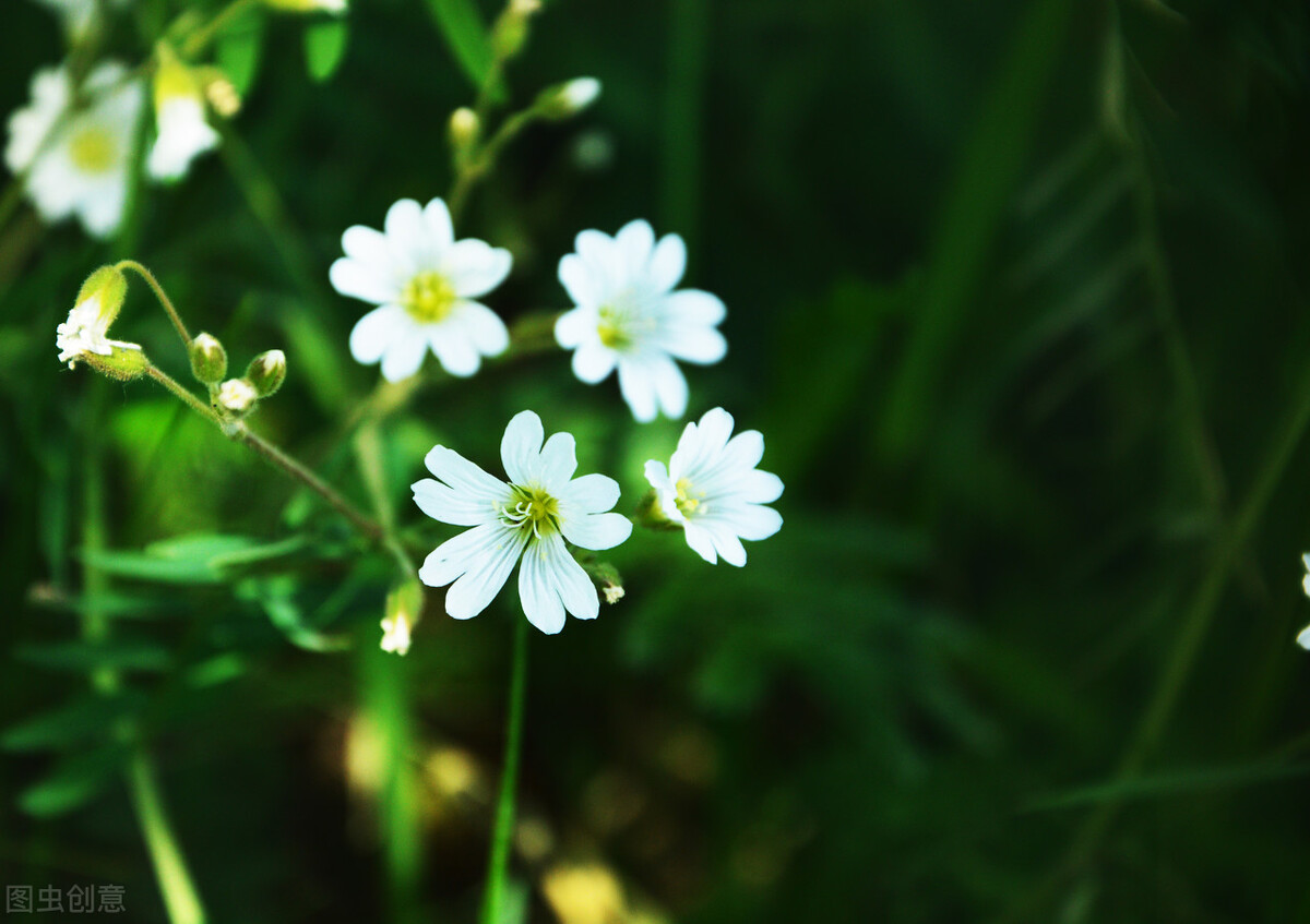云南花卉行业发展前景,2020年花卉市场预测